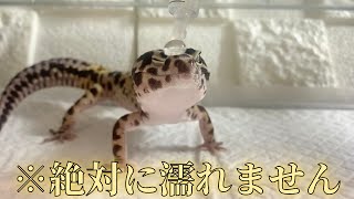 レオパが脅威の◯◯力持ちでした… 【獣医学生が解説】