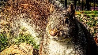 "Campus tour" in the eyes of the squirrels | Vanderbilt University