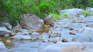 Relaxing Forest Birds - Peaceful Forest Stream, Forest Sound to Reduce Stress, Birdsong to Calm Down