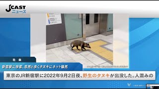 新宿駅のタヌキは「悠然と歩いている感じで意外でした」　ネット騒然の珍客、目撃者とJRに聞く当時の状況