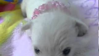 California? AKC Westie Girl