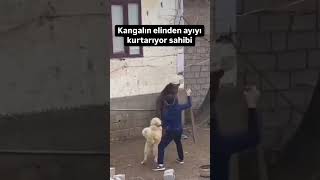 Sahibi bahçeye giren ayı ile boğusan Sivas kangalını böyle ayırıyor