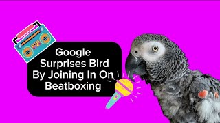 Google Surprises Bird By Joining In On Birds Beatboxing 🤣 #talkingparrot #parrot #funny @Google