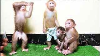 Adorable baby monkey Jooy excited playing Jump Up