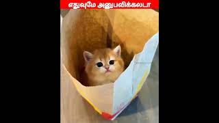 😂🐕🐱 டேய் போங்கடா உள்ள 🐱🐕😂 #shorts #rmmirajvlog #funny video #comedy mind voice #funny video Tamil