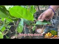 varieties of jackfruit u0026 their planting பலாப்பழ செடியின் வகைகளை பயிரிட்டு வளர்த்தல் எப்படி