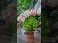 제라늄 1분 모아보기 스웨인햄스트링 제라늄 geranium pelargonium 플랜토피아