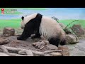 圓仔大年初三展好腿力 不疾不徐輕巧拍下紅蘿蔔 蘋果過好年 giant panda yuan zai mukbang 圆仔 貓熊 大貓熊 大熊貓