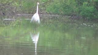 【水元公園の野鳥】ダイサギの餌探し～2020 4 4