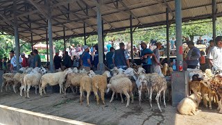 MENDEKATI AWAL RAMADHAN SEMAKIN MEROSOT DOMBA DI PASAR SAAT INI