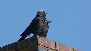 Talking Jackdaws