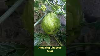 Amazing Chayote Fruit #Shorts