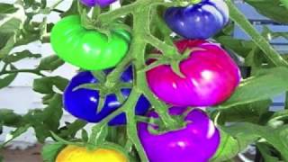 Rainbow Tomatoes Pt 5