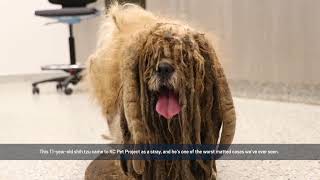 Severely Matted Dog Brought in to KC Pet Project