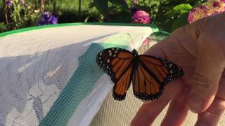 Releasing 12 Monarch Butterflies