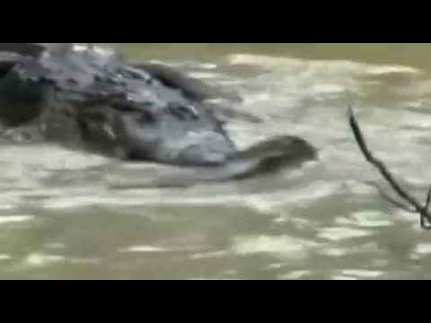 Python Vs Alligator Real Fight Python Attacks Alligator - YouTube