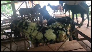 goat farm in udalguri district