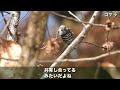 ピンクの小鳥を探して山を登る！