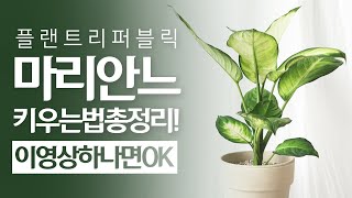 SUB) 마리안느 식물키우기, 물주기 관리꿀팁 🌿 [dieffenbachia maculata]｜마리안느 건강하게키워봐요 실내공기정화식물, 포름알데히드제거, 플랜테리어식물추천❗❗