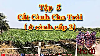 #Vườn nho đỏ tròn : Cắt cành cho trái tại cành cấp 2 .