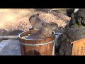 カピバラ温泉～桶風呂ツイン （埼玉県こども動物自然公園）capybaras onsen