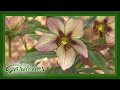 Hellebore Hybridizer | Volunteer Gardener