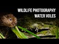 Photographing WATER VOLES - Wildlife Photography - OM System OM-1