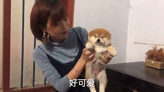 刚32天的小柴犬，性格胆小如鼠，结果被撸成了“小海狮”太萌了！