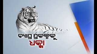 Reporter Live: Tiger Transcolation Project Stalled After Royal Bengal Tiger Mahavir Found Dead