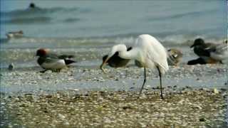 ギンポを上手く飲み込めないダイサギ(Great Egret isn't well swallow a fish)