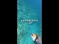 お魚と仲良くなろうしたら… シュノーケリング 沖縄 海 shorts