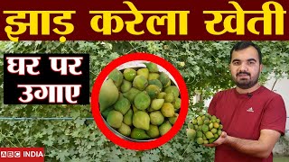 झाड़ करेला की खेती | Baby bitter Gourd | 4 लाख per Acre | Jungli Karela ki kheti | Desi karela kheti