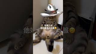 你眼神几个意思被迫营业的猫猫 反骨猫 猪咪 猫猫：你到底有事没事 猫咪的不服全写在脸上