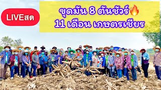 🔴LIVEสด! ขุดมัน8ตันชัวร์! มัน11เดือน พี่เชียร จ.พิจิตร ผู้จัดการมัน ปี 2565