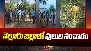 నెల్లూరు జిల్లాలో పులుల సంచారం | Ntv