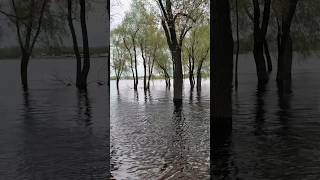 Trees in the water 💧 because of heavy rain