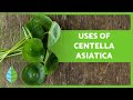 GOTU KOLA 🍀 Properties and Benefits of CENTELLA ASIATICA