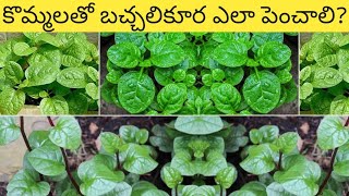 How to Grow Bachali From Cuttings,బచ్చలికూర ఎలా పెంచాలి? Malabar Spinach, Aakukuralu, Green leaves