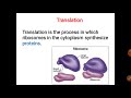 central dogma protein synthesis transcription translation translocation neet