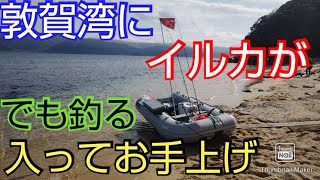 【敦賀立石沖２馬力ボート釣り】イルカが敦賀湾に入って来た。漁師もお手上げの中、何とかGETしたぜ‼