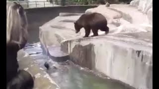 Polish Man Fights Bear in Warsaw Zoo