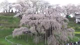 日本三大桜　三春の滝桜