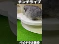 チンチラ赤ちゃんのお散歩