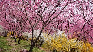 中之条ガーデンズ　春　めざせ楽々お花見学　2024.04.12