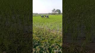 বাংলাদেশে আইসা কাজ করতে করতে জীবন টা সেষ#Short#video#😊😊😄🏆