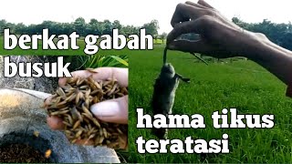 Meracuni tikus' jangan asal umpan🤔  ini triknya