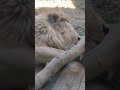 厚夏🌞⑧ホワイトライオン・白獅子・セラムくん・沖縄こどもの国・・・white_lion・okinawa zoo u0026 museum 20240801