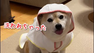 不意打ちでシャンプーをされた柴犬マコ