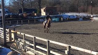 Fellside RedDane - 1st 1m 3/2/19