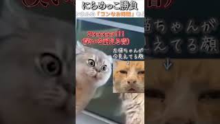 猫のおもしろ動画にツッコミどころ満載なアフレコしてみた＃152【にらめっこ】【ハプニング映像】#shorts　#アフレコ #面白動画